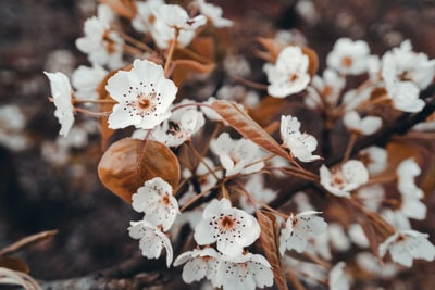 Tilt shift lens of white flowers
